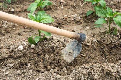 Break Down Weeds and Plant Waste with Garden Tilling!